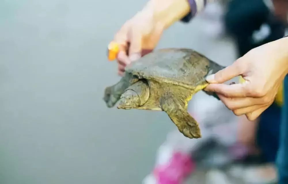 如果要发扬佛教传统中的放生文化，要怎么做才更加如理如法？