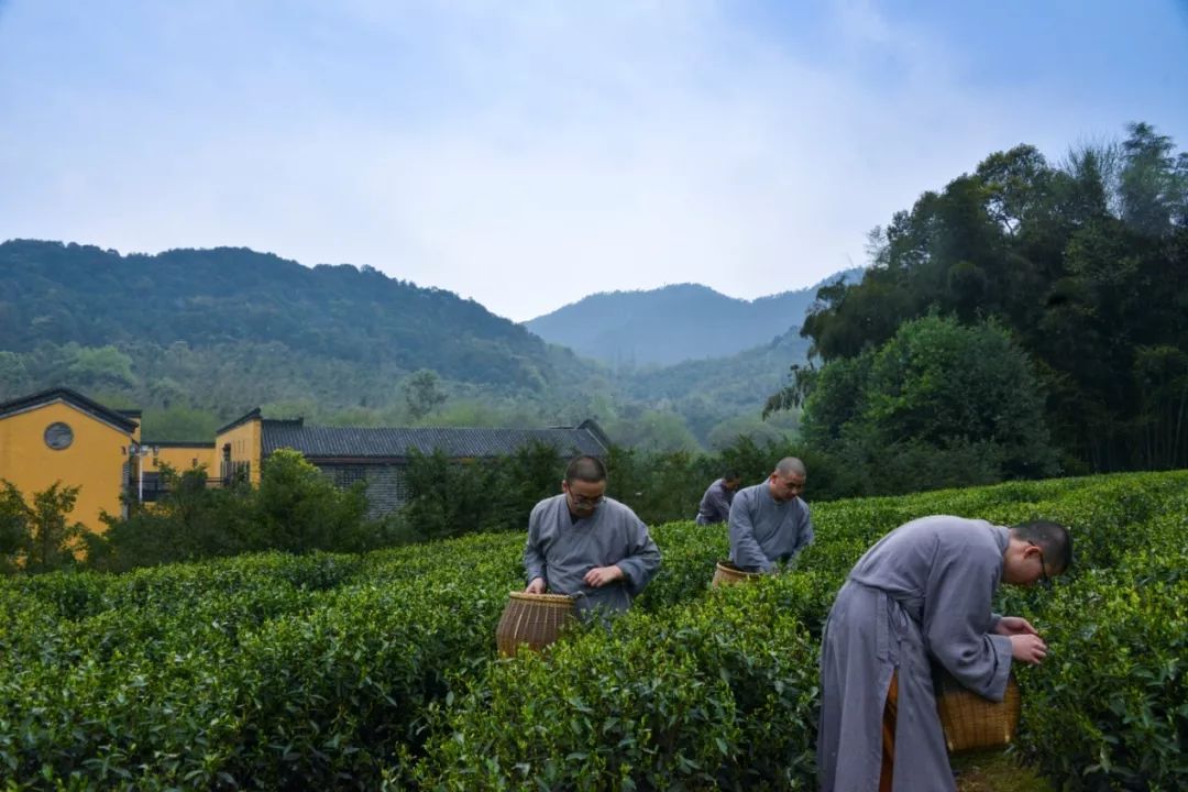2019杭州法净禅茶开采 法师现场出坡采茶制茶