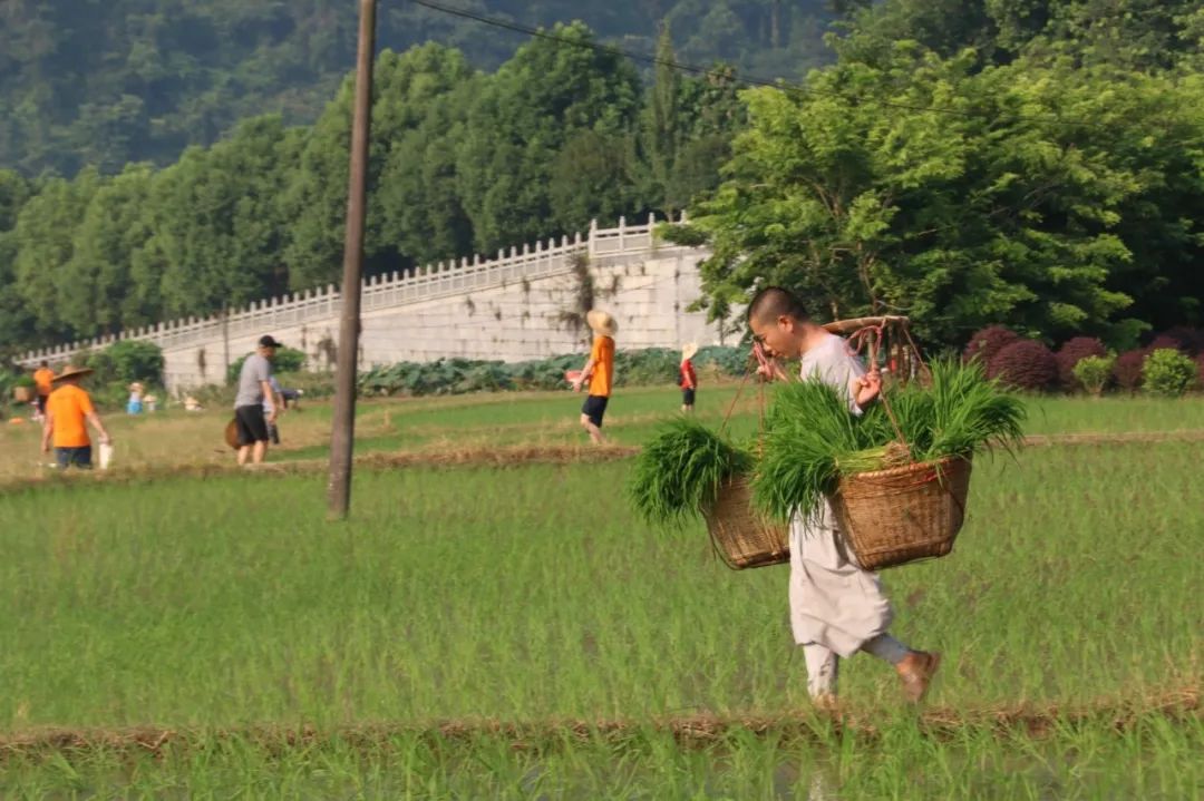 农禅并重 4月21日相约禅宗祖庭云门寺插秧种福田