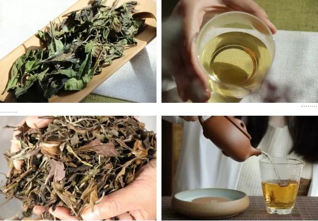 拷问白茶:get 这几招,能解决90%与白茶有关的问题!