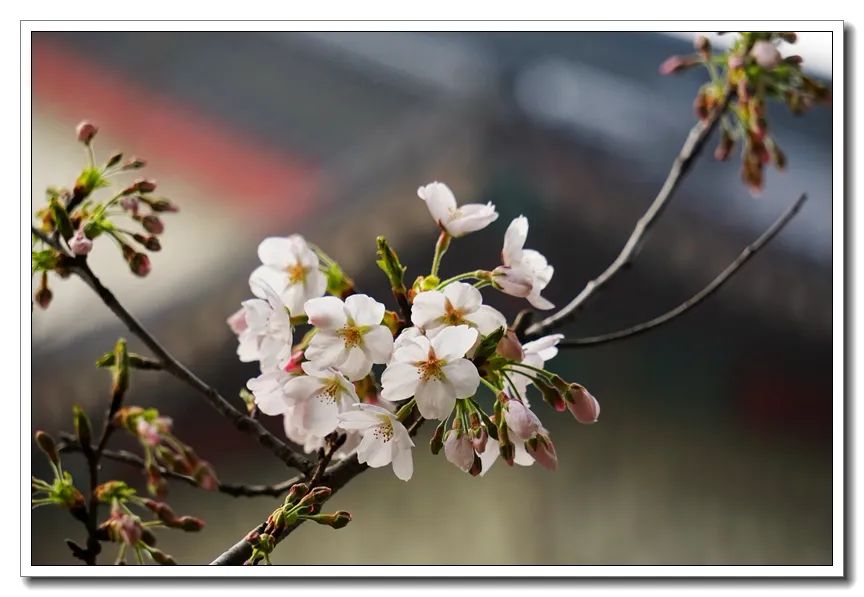 鸡鸣樱花季到了！寺院提醒：今年，不妨来个“云赏花”