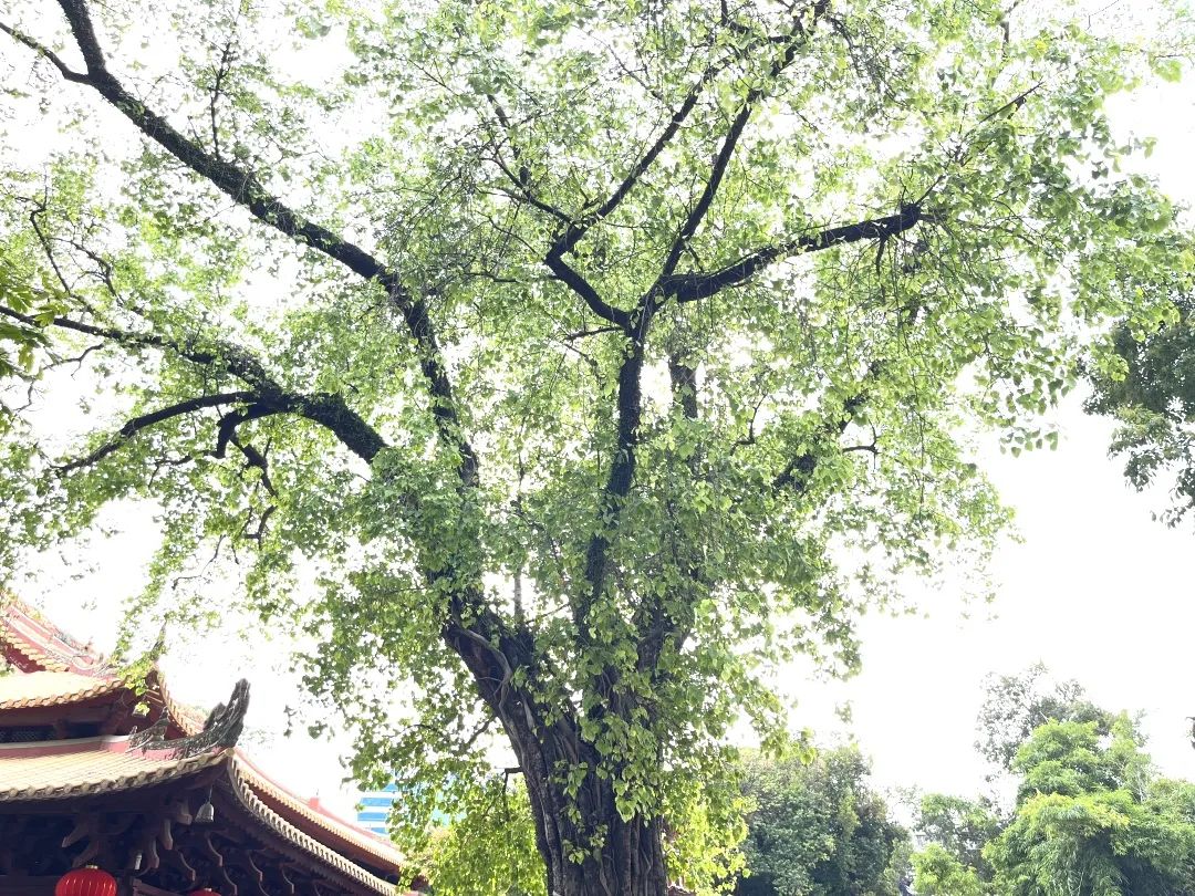 收藏起来！广州名寺里都有哪些“古树名木”？