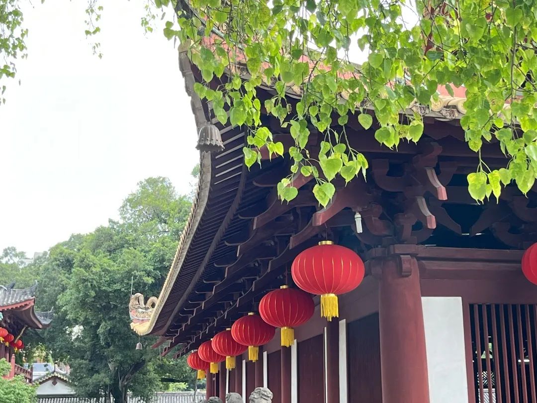 收藏起来！广州名寺里都有哪些“古树名木”？