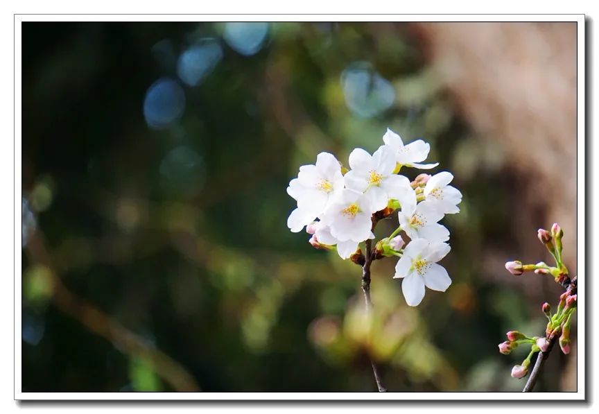 鸡鸣樱花季到了！寺院提醒：今年，不妨来个“云赏花”
