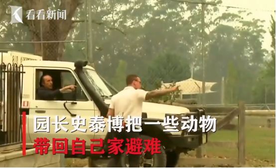 祈愿早日扑灭！5亿动物被烧、8000只考拉丧生……澳洲在失控的大火中悲鸣