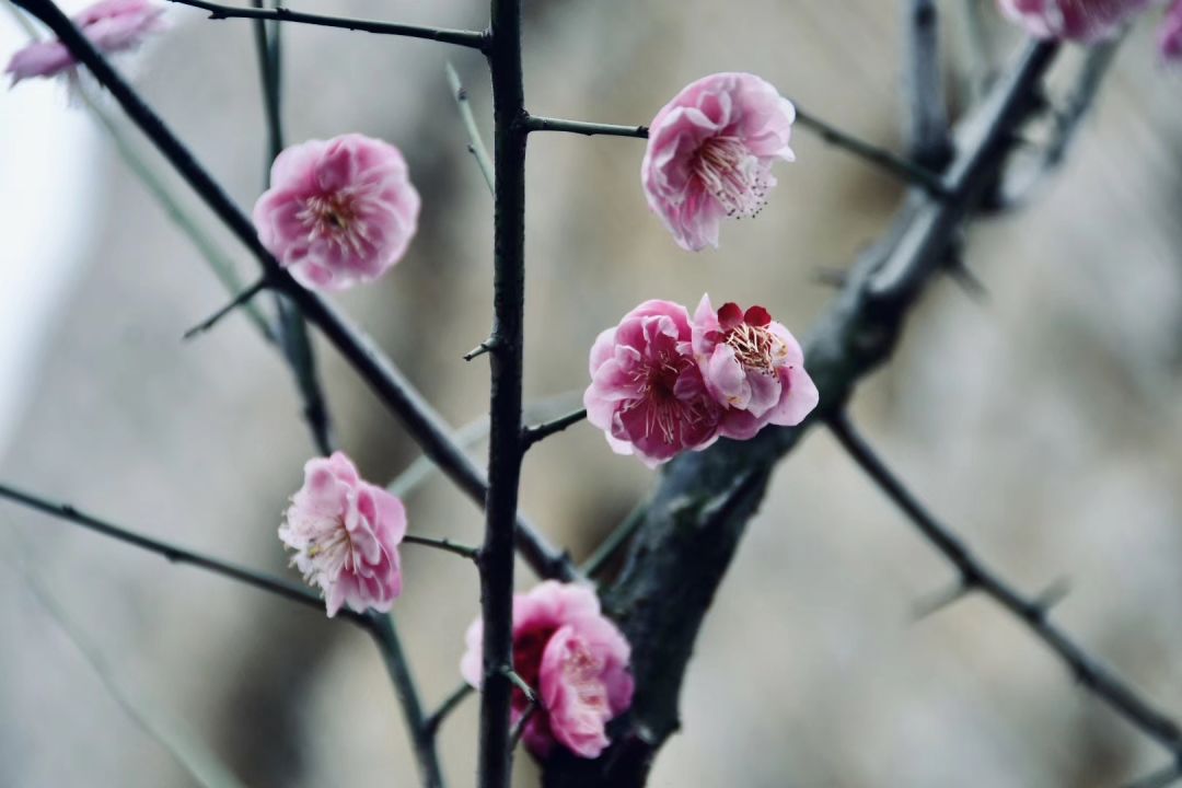 正慈法师“湖北加油”日记系列十：希望这场梦早点醒过来（2月14日至16日）