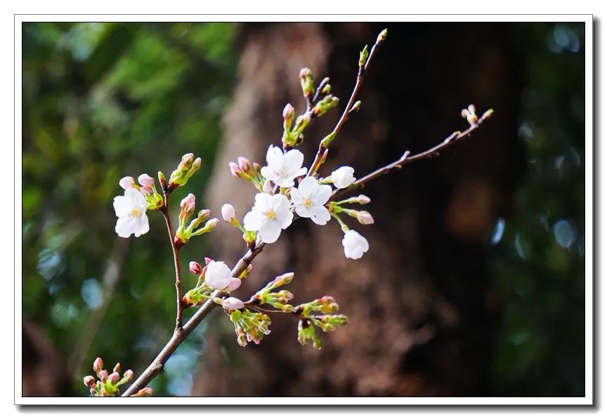 鸡鸣樱花季到了！寺院提醒：今年，不妨来个“云赏花”