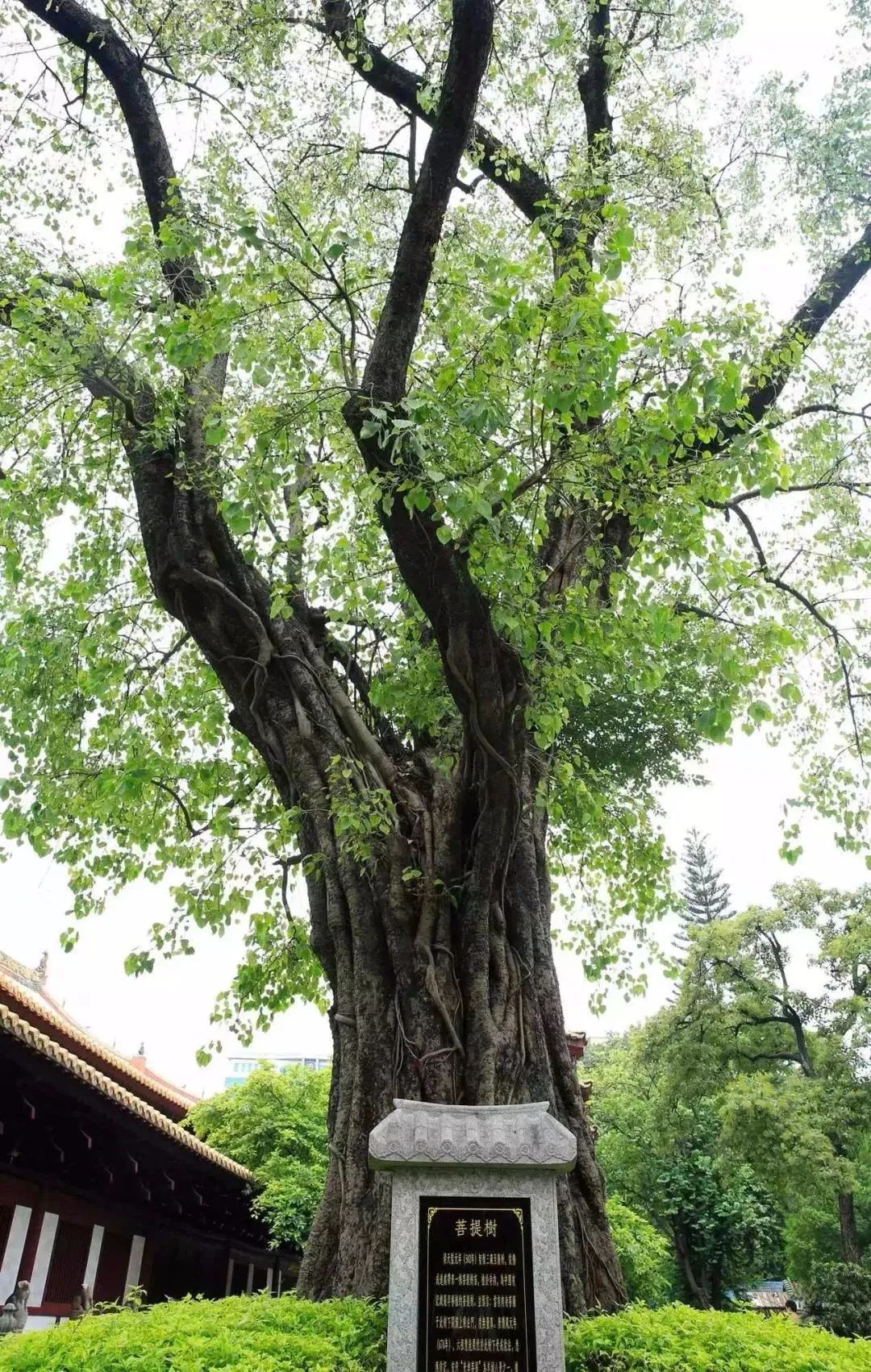 收藏起来！广州名寺里都有哪些“古树名木”？