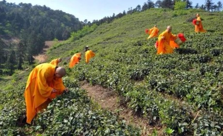 开茶啦！寻找寺院春茶禅意之问禅古刹中 采茶云雾里