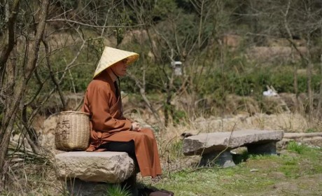 开茶啦！寻找寺院春茶禅意之问禅古刹中 采茶云雾里