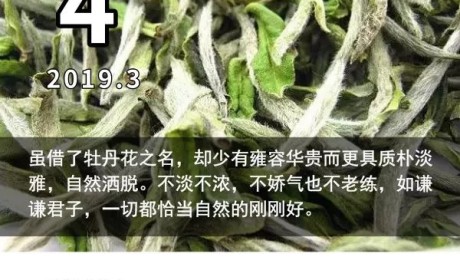 白牡丹丨安利！牡丹花变成的茶，喝起来都是花香扑鼻！