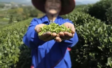 春茶地图丨一壶春茶满城香，这几款新茶带你寻找江南味道