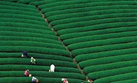 春茶地图丨一壶春茶满城香，这几款新茶带你寻找江南味道