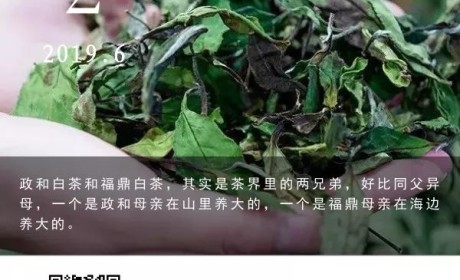 白茶大PK！同父异母的福鼎、政和，谁更胜一筹？