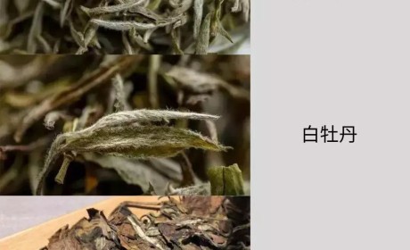 拷问白茶：get 这几招，能解决90%与白茶有关的问题！