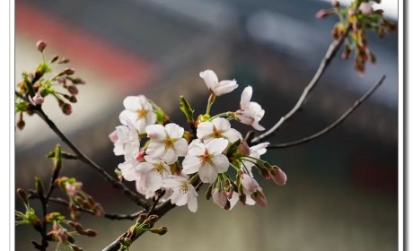 鸡鸣樱花季到了！寺院提醒：今年，不妨来个“云赏花”